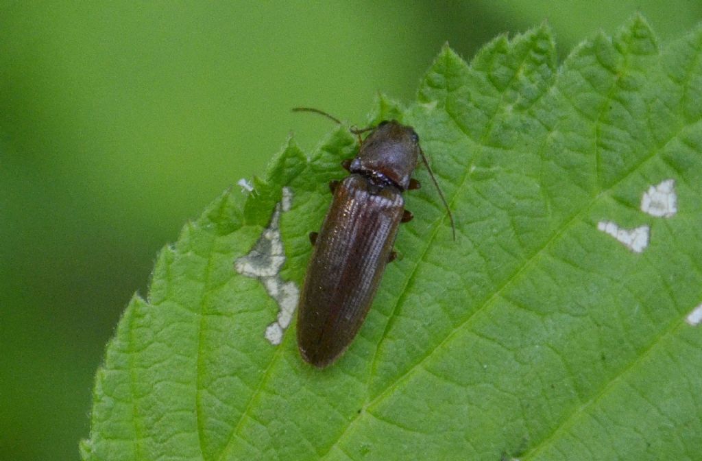 Elateridae: Athous sp.